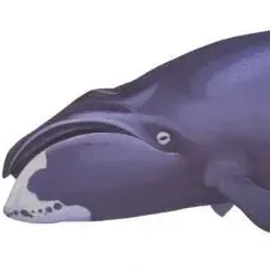 thumbnail for publication: Cetaceans 4th Grade Curriculum Lesson 5—Scientific Names—Understanding Where Those Funny Words Come From